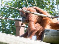DSC 3781 : Jersey Zoo