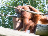 DSC 3782 : Jersey Zoo
