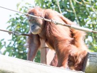 DSC 3783 : Jersey Zoo