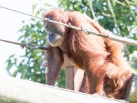 DSC 3784 : Jersey Zoo
