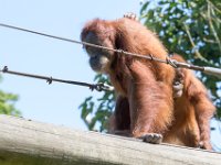 DSC 3785 : Jersey Zoo