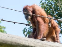 DSC 3786 : Jersey Zoo