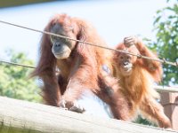 DSC 3787 : Jersey Zoo