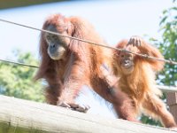 DSC 3788 : Jersey Zoo