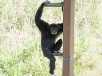 DSC 3789 : Jersey Zoo