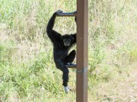 DSC 3792 : Jersey Zoo