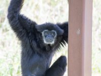 DSC 3795 : Jersey Zoo