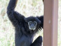 DSC 3796 : Jersey Zoo