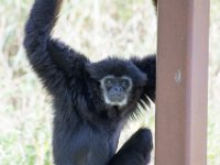 DSC 3797 : Jersey Zoo