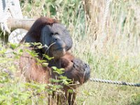 DSC 3799 : Jersey Zoo