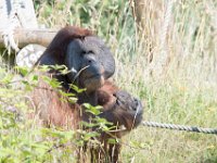 DSC 3800 : Jersey Zoo