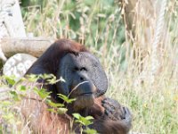DSC 3801 : Jersey Zoo