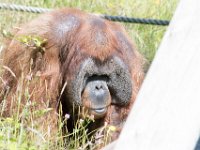 DSC 3804 : Jersey Zoo