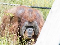 DSC 3805 : Jersey Zoo