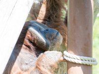 DSC 3806 : Jersey Zoo