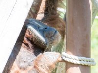 DSC 3807 : Jersey Zoo