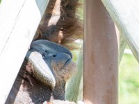 DSC 3808 : Jersey Zoo