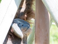 DSC 3809 : Jersey Zoo