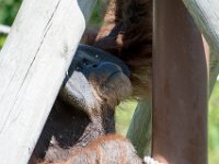 DSC 3810 : Jersey Zoo