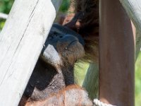 DSC 3811 : Jersey Zoo