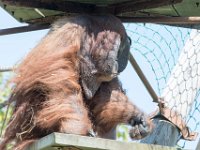 DSC 3813 : Jersey Zoo