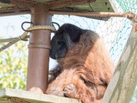 DSC 3814 : Jersey Zoo
