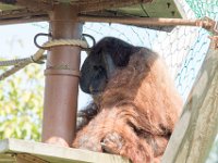 DSC 3815 : Jersey Zoo