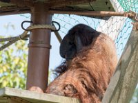 DSC 3816 : Jersey Zoo