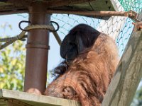 DSC 3817 : Jersey Zoo
