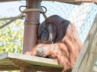 DSC 3818 : Jersey Zoo