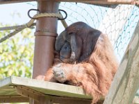 DSC 3819 : Jersey Zoo