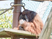 DSC 3820 : Jersey Zoo