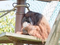 DSC 3821 : Jersey Zoo