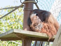 DSC 3822 : Jersey Zoo