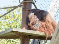DSC 3823 : Jersey Zoo