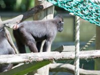 DSC 3824 : Jersey Zoo