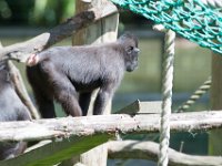 DSC 3825 : Jersey Zoo