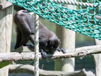 DSC 3826 : Jersey Zoo