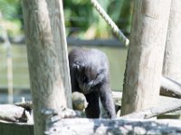 DSC 3827 : Jersey Zoo
