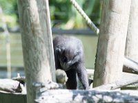 DSC 3828 : Jersey Zoo