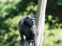 DSC 3829 : Jersey Zoo