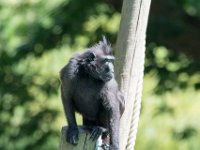 DSC 3831 : Jersey Zoo