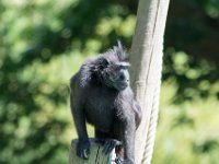 DSC 3832 : Jersey Zoo