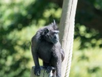 DSC 3833 : Jersey Zoo