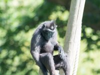 DSC 3835 : Jersey Zoo