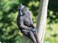 DSC 3836 : Jersey Zoo