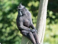 DSC 3837 : Jersey Zoo