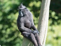 DSC 3838 : Jersey Zoo