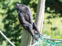 DSC 3841 : Jersey Zoo
