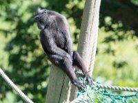 DSC 3842 : Jersey Zoo